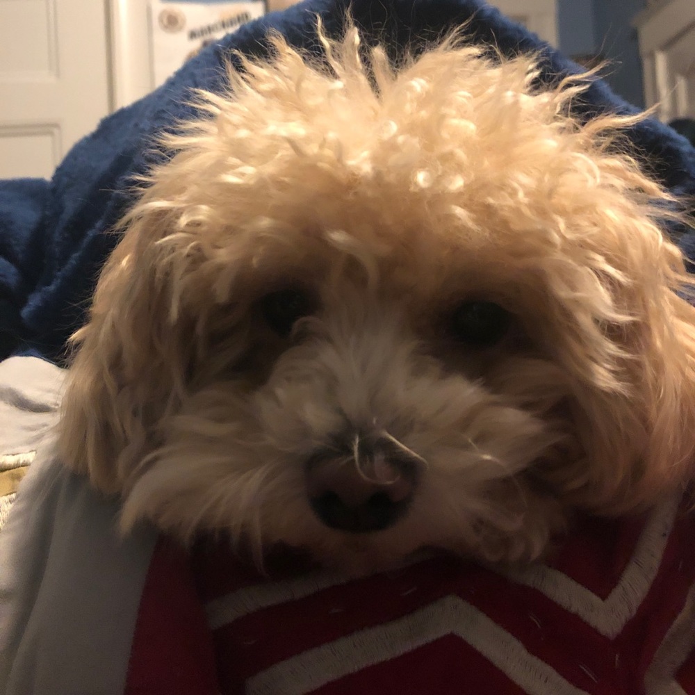 Meet your Posher, Suzie